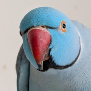 Indigo – 3-Year-Old Male Blue Indian Ringneck Parrot | Vibrant & Talkative Companion