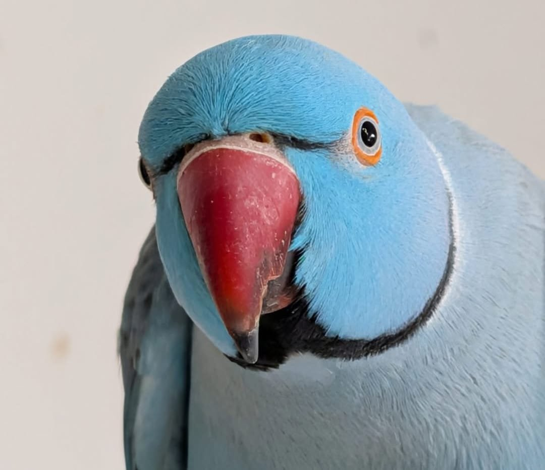 Indigo – 3-Year-Old Male Blue Indian Ringneck Parrot | Vibrant & Talkative Companion