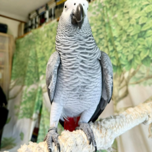 Jack – 4-Year-Old Male African Grey Parrot Ready for a Loving Home