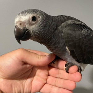 Nala – 8-Month-Old Female Timneh African Grey Parrot | Hand-Raised Talking Bird