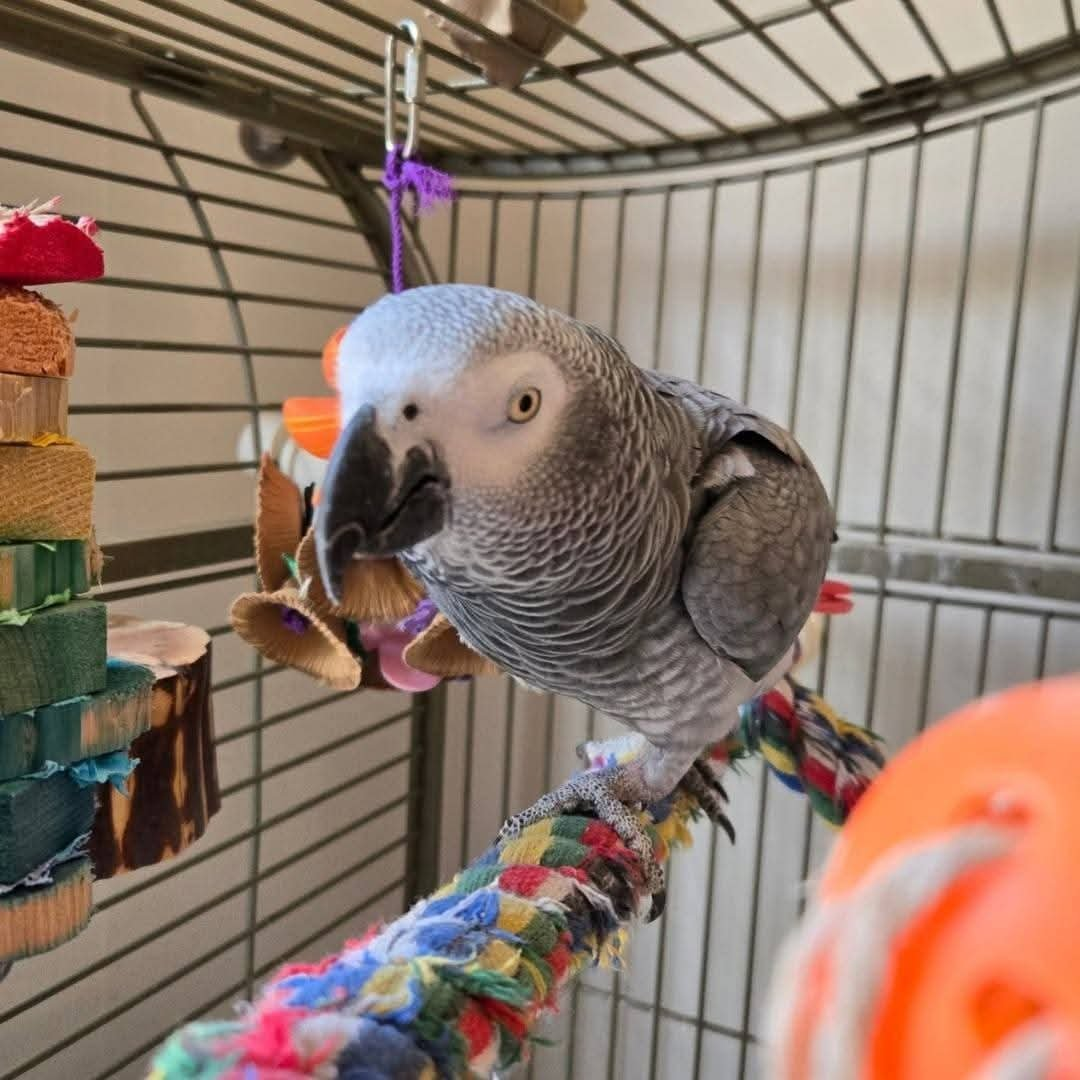 George – 3-Year-Old African Grey Parrot for Adoption - Image 2