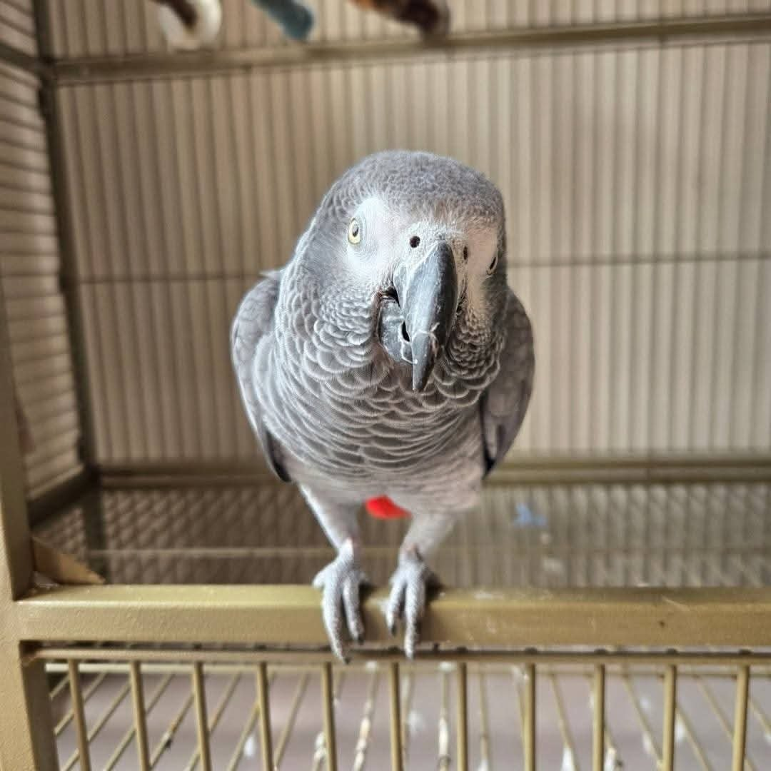 George – 3-Year-Old African Grey Parrot for Adoption - Image 3