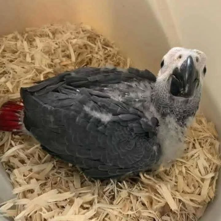 Baby African Grey Parrot – 2-Month-Old Hand-Raised Chick - Image 3