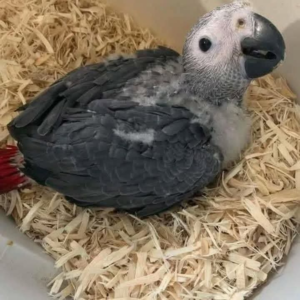 Baby African Grey Parrot – 2-Month-Old Hand-Raised Chick
