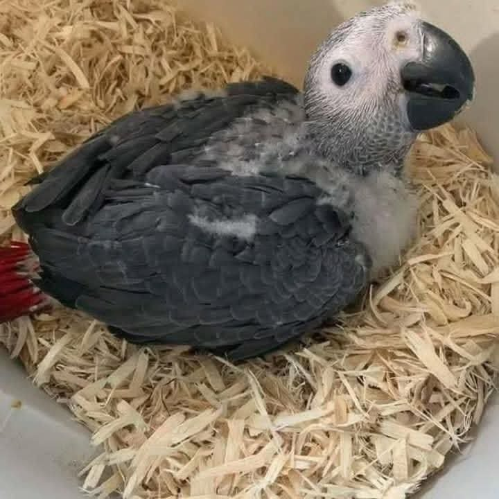 Baby African Grey Parrot – 2-Month-Old Hand-Raised Chick