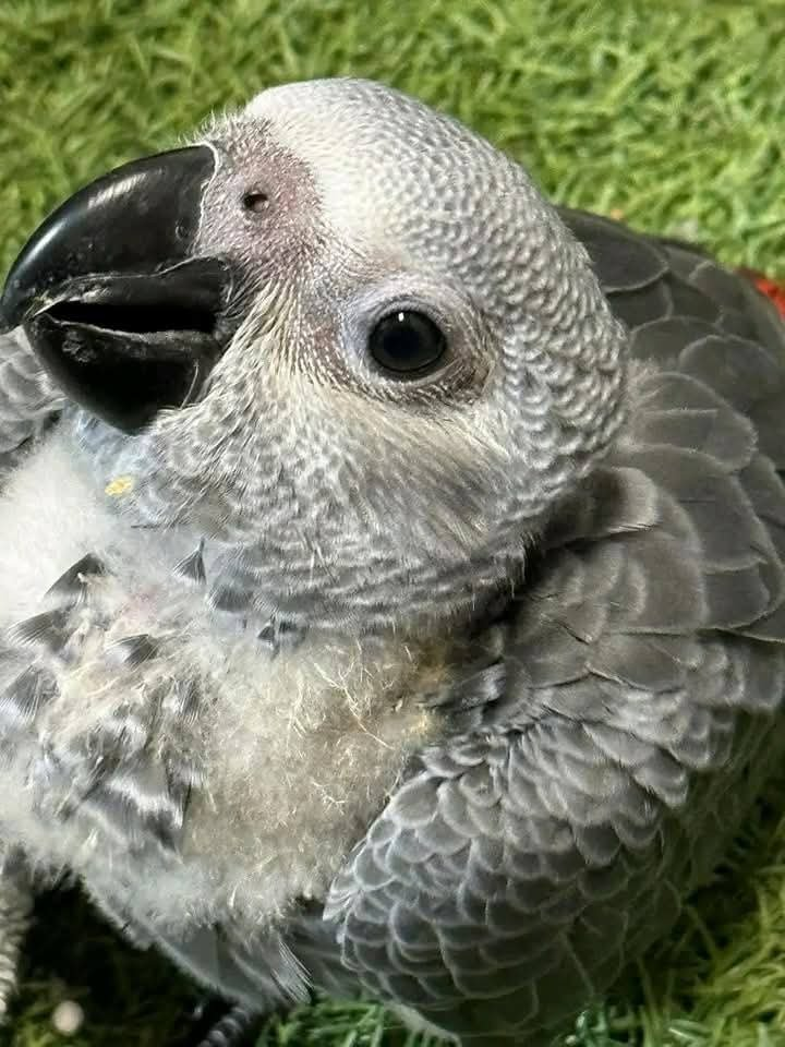 Baby African Grey Parrot – 2-Month-Old Hand-Raised Chick - Image 2