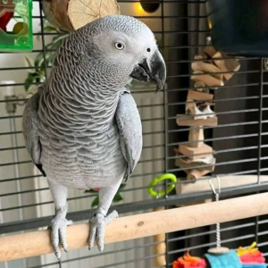 Kerry – 8-Year-Old African Grey Parrot Companion