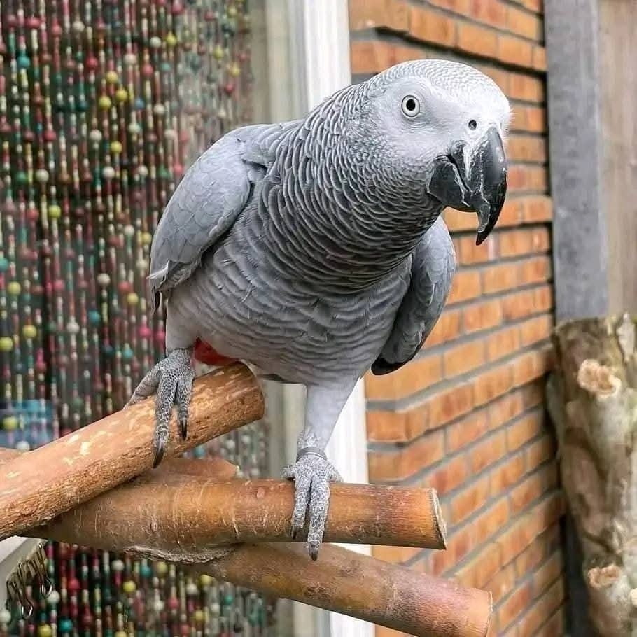 Kerry – 8-Year-Old African Grey Parrot Companion - Image 2