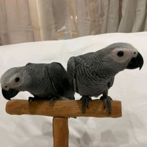 Echo & Luna – Bonded Pair African Grey Parrots for Adoptioni