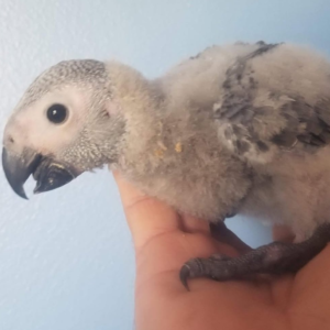 Baby African Grey Parrot – 1 Month 2 Weeks Old Hand Fed Parrot