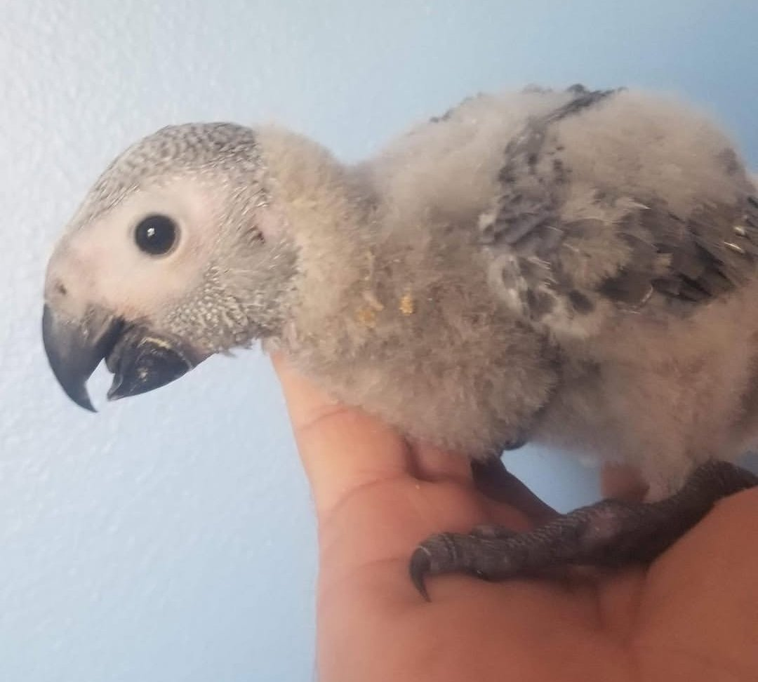Baby African Grey Parrot – 1 Month 2 Weeks Old Hand Fed Parrot