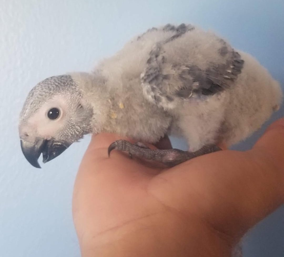 Baby African Grey Parrot – 1 Month 2 Weeks Old Hand Fed Parrot - Image 2