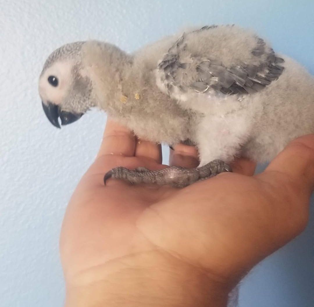 Baby African Grey Parrot – 1 Month 2 Weeks Old Hand Fed Parrot - Image 3