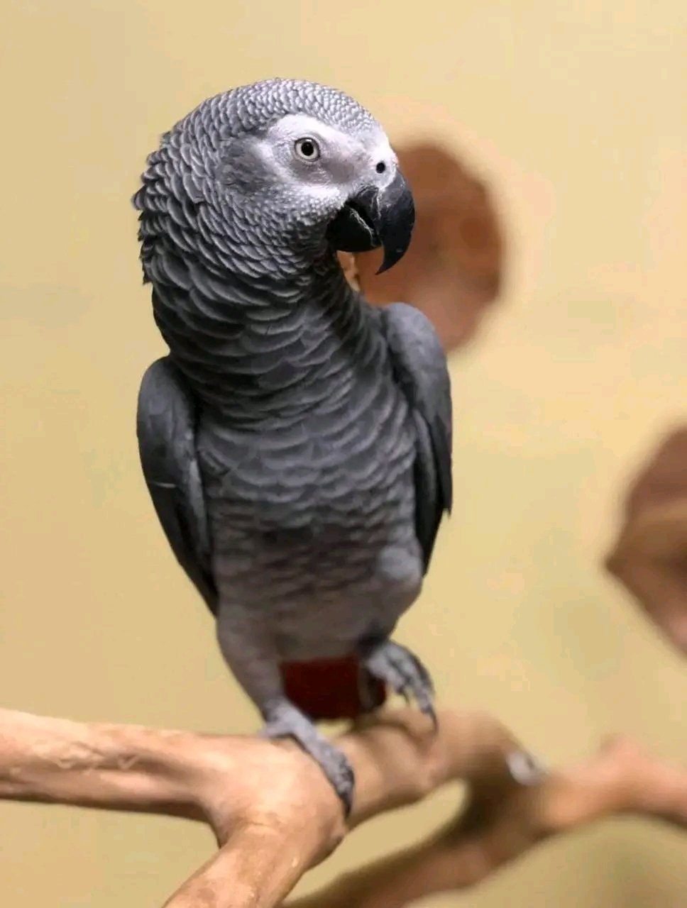 Merlin – 12-Year-Old Male African Grey Parrot | Experienced Talking Companion - Image 2
