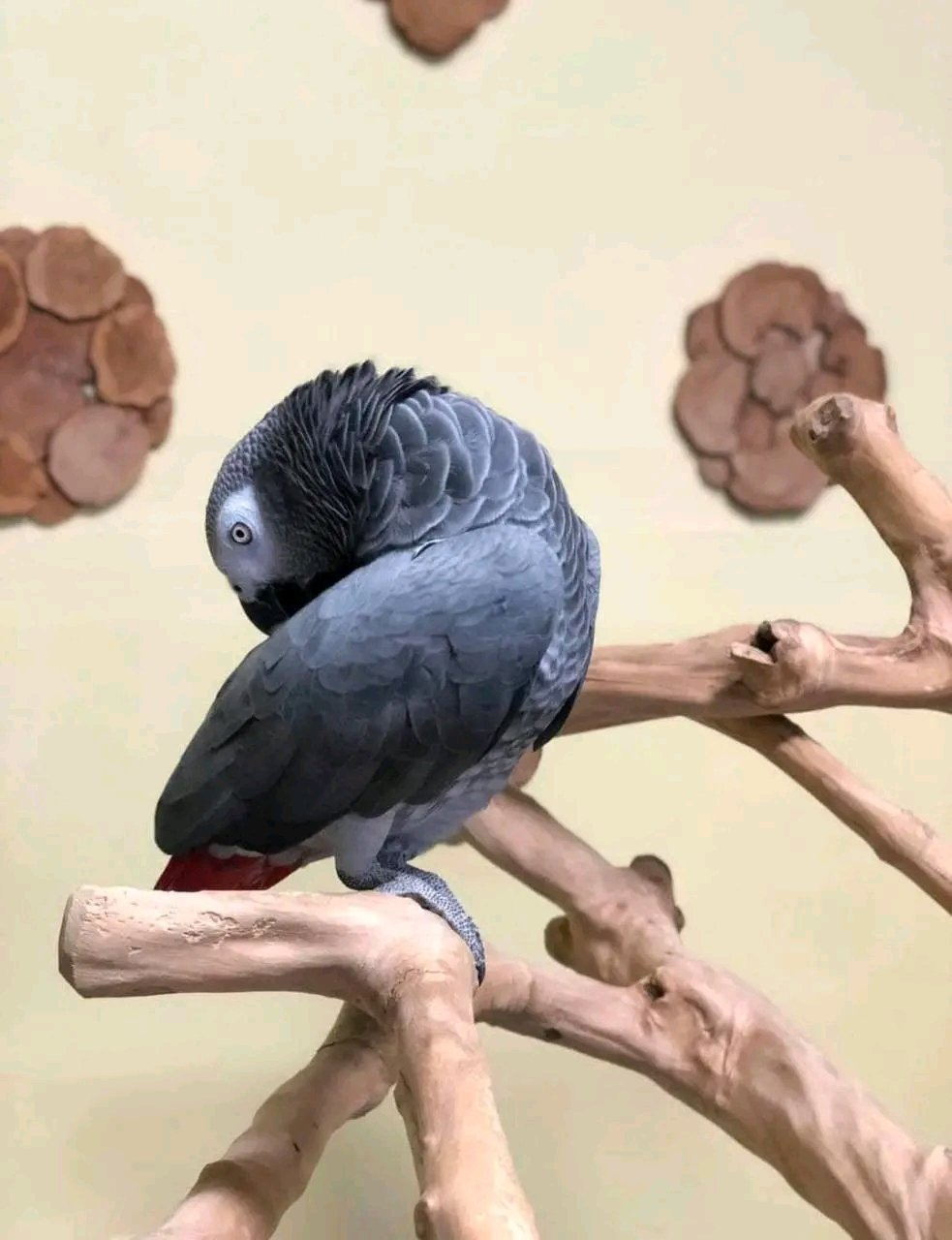 Merlin – 12-Year-Old Male African Grey Parrot | Experienced Talking Companion - Image 3