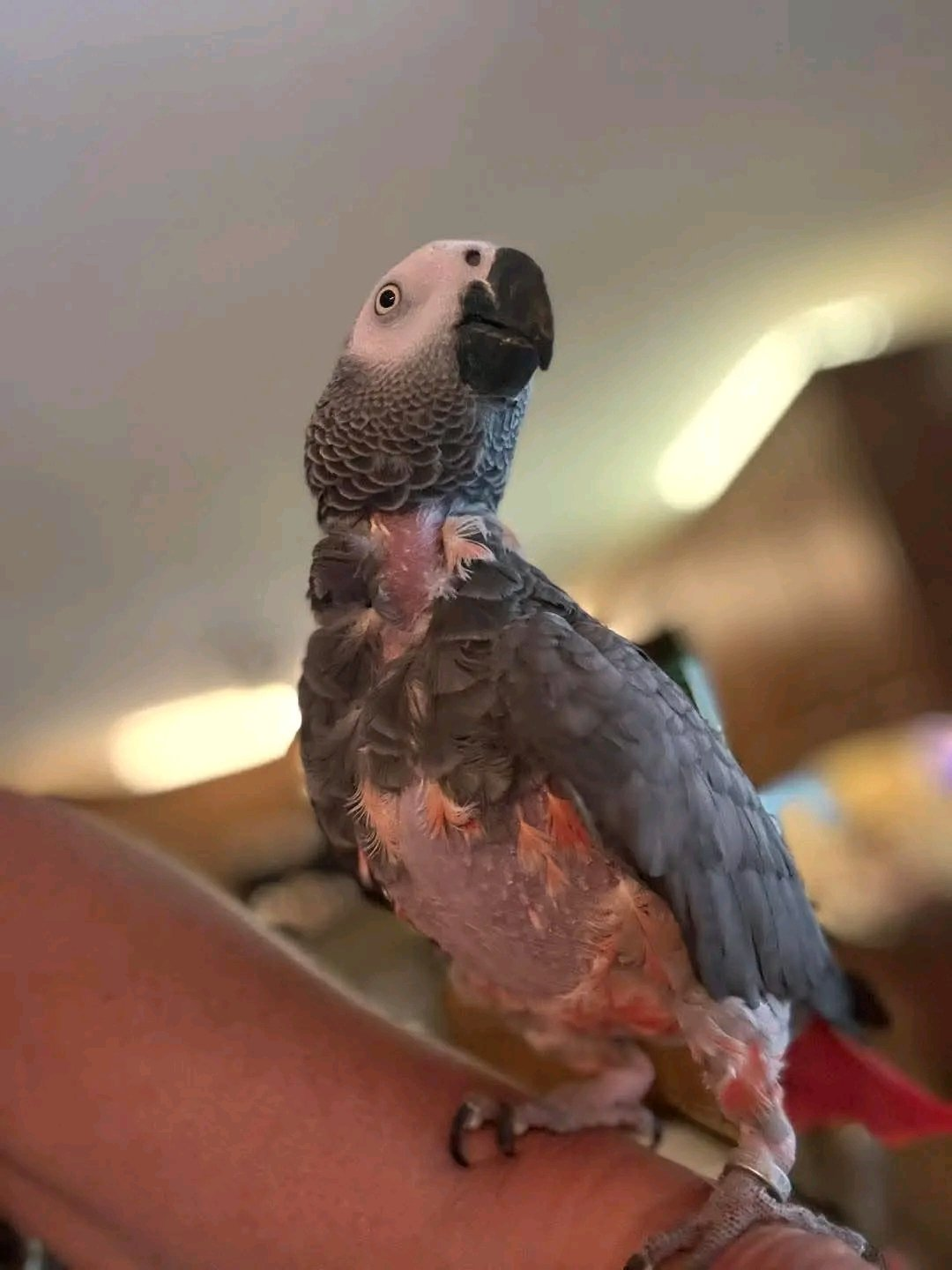 Hand-Raised African Grey Parrot – Intelligent Talking Companion - Image 2