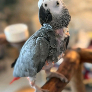 Hand-Raised African Grey Parrot – Intelligent Talking Companion