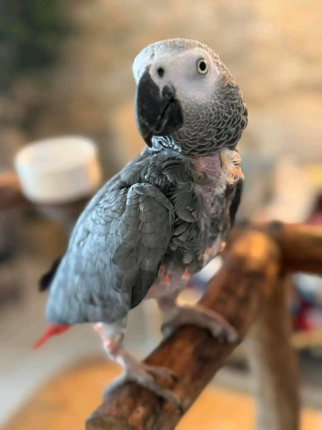 Hand-Raised African Grey Parrot – Intelligent Talking Companion