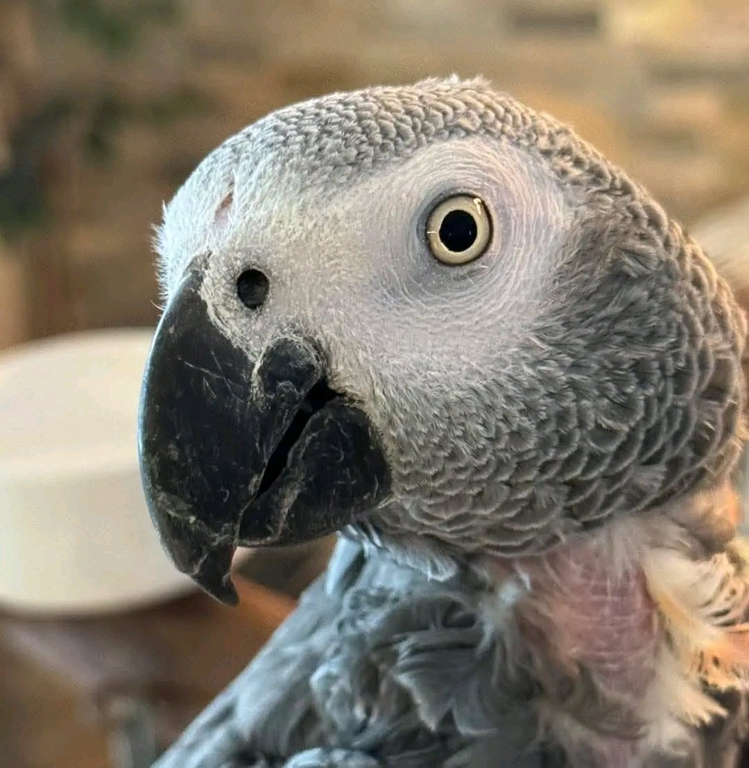Hand-Raised African Grey Parrot – Intelligent Talking Companion - Image 3