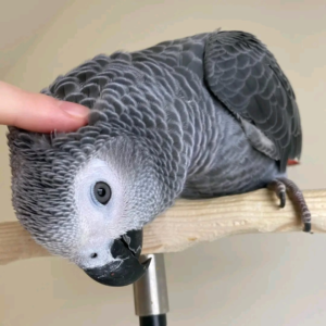 Dora – Female 12-Year-Old African Grey Parrot for Adoption