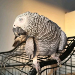 Zuri – Female 5-Year-Old African Grey Parrot for Sale | Talking Companion Parrot