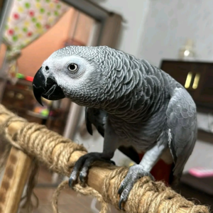 Shadow – Male 7-Year-Old African Grey Parrot for Sale | Talking Companion Bird