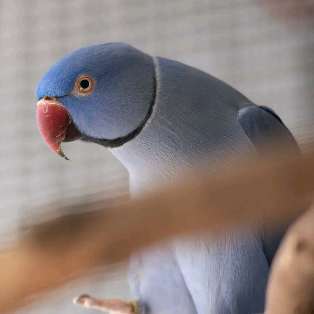 Indigo – 3-Year-Old Male Blue Indian Ringneck Parrot | Vibrant & Talkative Companion - Image 2
