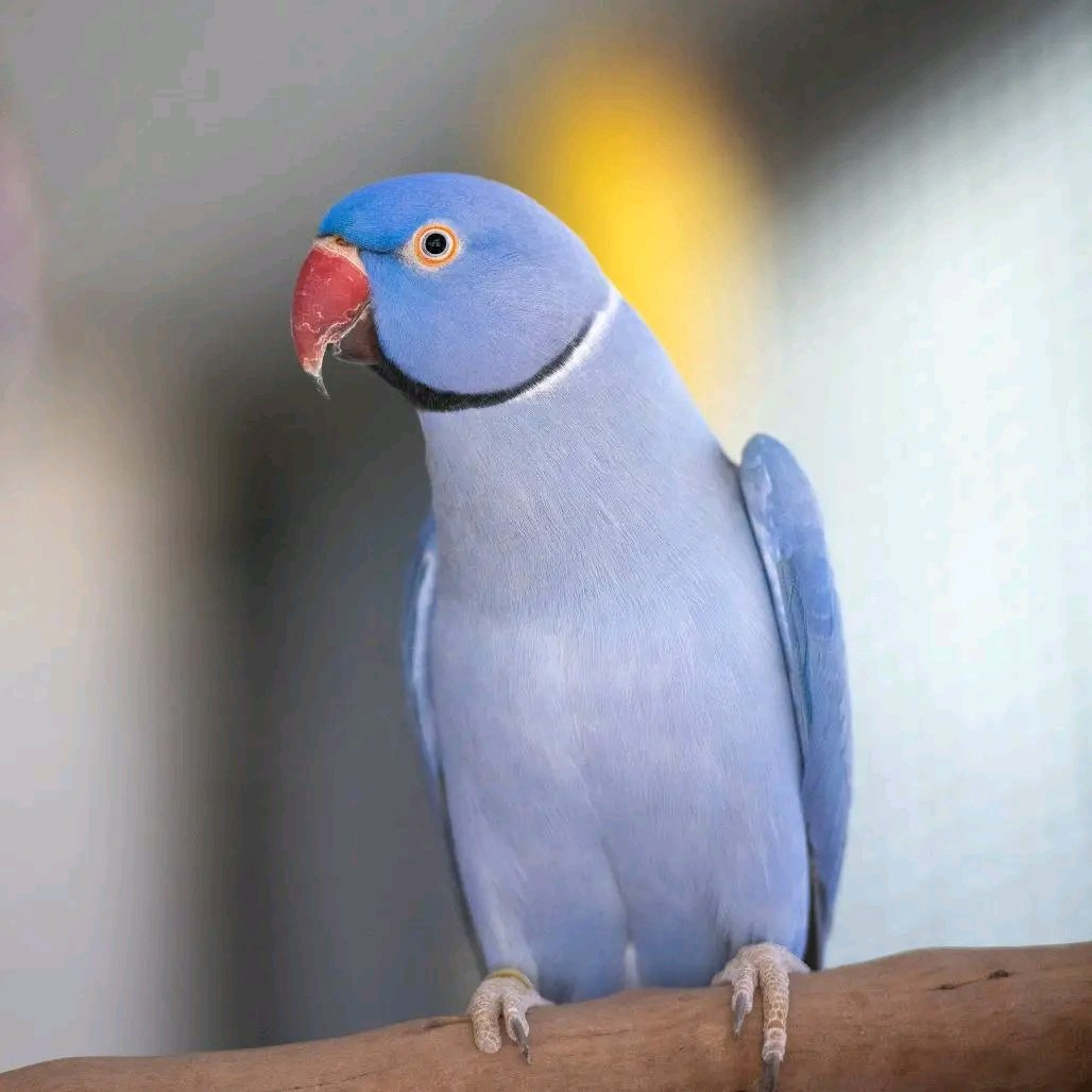 Indigo – 3-Year-Old Male Blue Indian Ringneck Parrot | Vibrant & Talkative Companion - Image 3