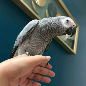 Oscar – Male 4-Year-Old African Grey Parrot for Sale | Smart Talking Companion