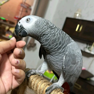 Luna – 3-Year-Old Female African Grey Parrot | Hand-Raised Talking Companion