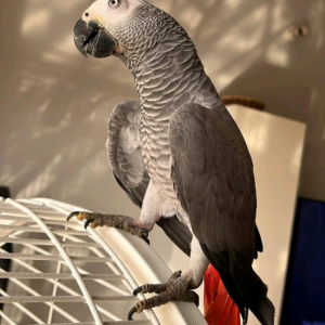 Bella – 11 Months 7 Weeks Old Female African Grey Parrot | Hand-Raised Talking Bird