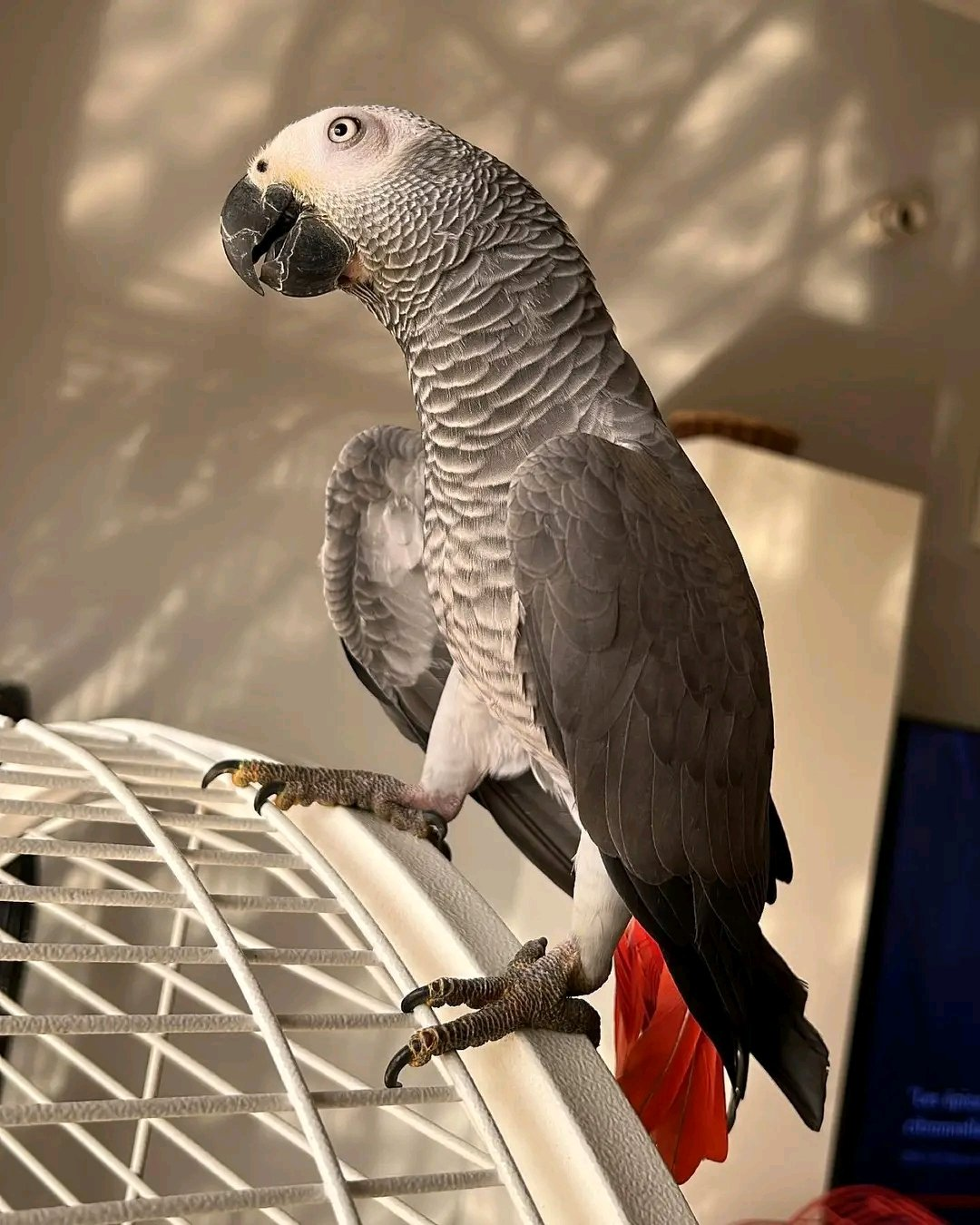 Bella – 11 Months 7 Weeks Old Female African Grey Parrot | Hand-Raised Talking Bird