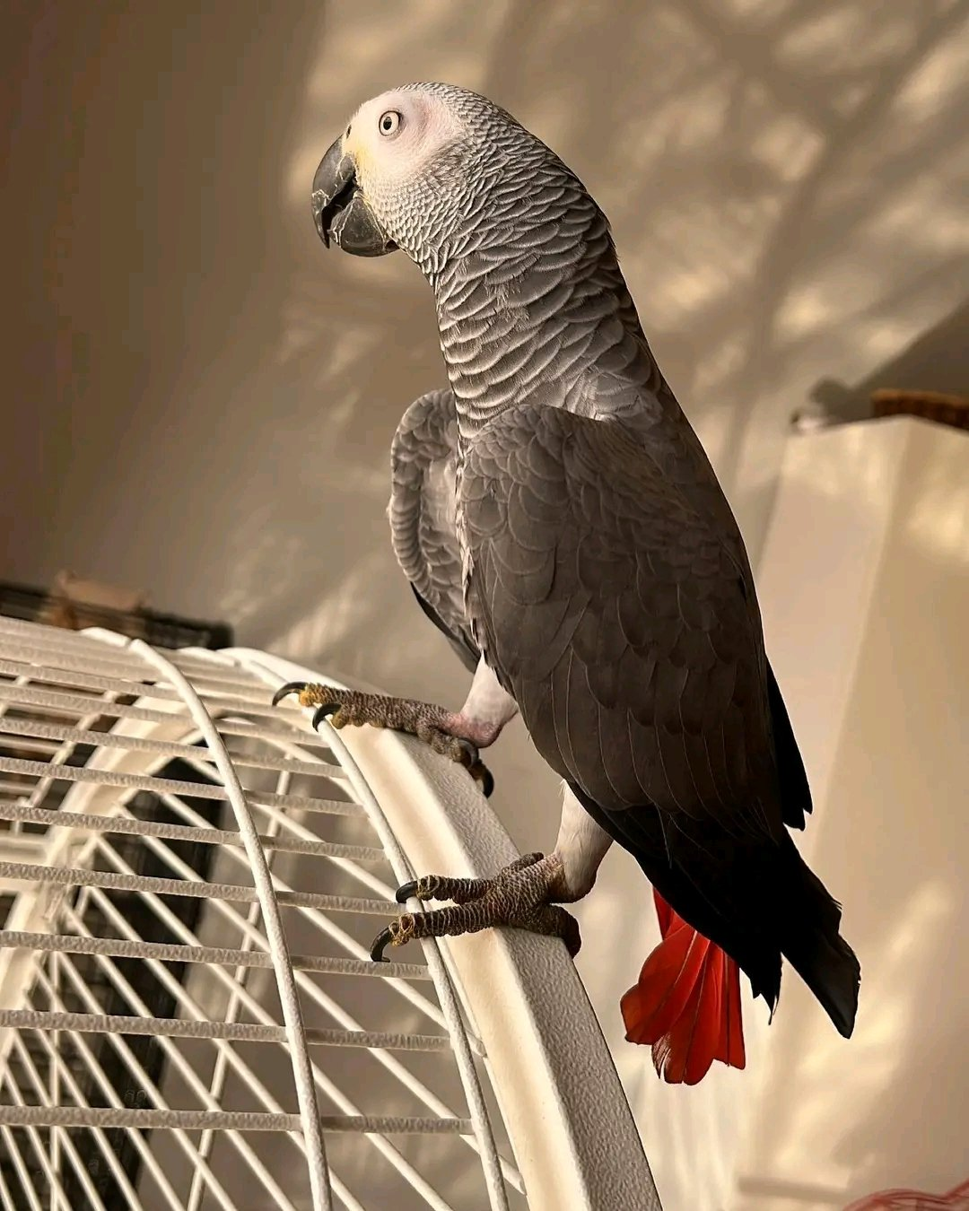 Bella – 11 Months 7 Weeks Old Female African Grey Parrot | Hand-Raised Talking Bird - Image 2