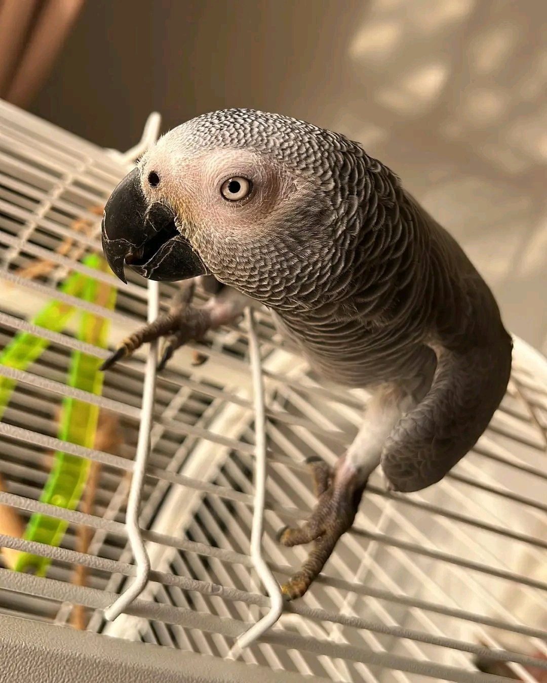 Bella – 11 Months 7 Weeks Old Female African Grey Parrot | Hand-Raised Talking Bird - Image 3