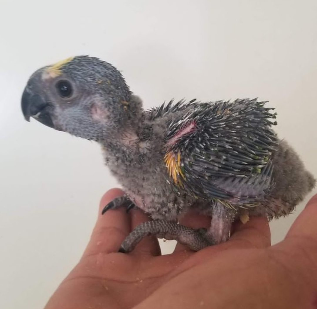 Sky – Baby Blue-Fronted Amazon Parrot | Hand-Raised Talking Parrot - Image 2