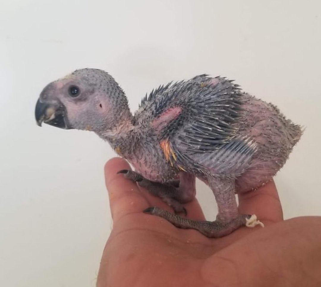 Sky – Baby Blue-Fronted Amazon Parrot | Hand-Raised Talking Parrot - Image 3