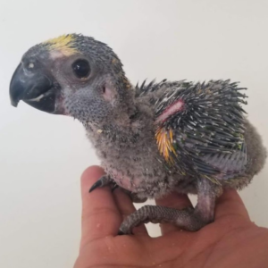 Sky – Baby Blue-Fronted Amazon Parrot | Hand-Raised Talking Parrot