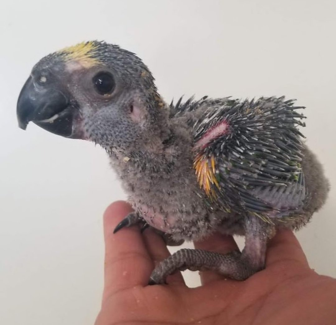 Sky – Baby Blue-Fronted Amazon Parrot | Hand-Raised Talking Parrot