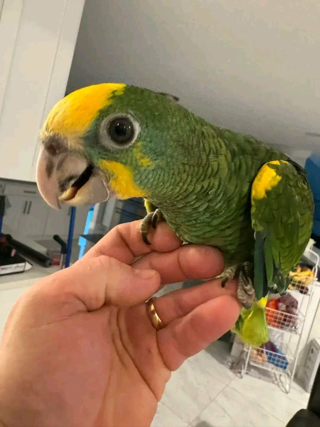 Sunny – 15 Weeks Old Female Yellow-Shouldered Amazon Parrot | Hand-Raised Talking Bird - Image 3