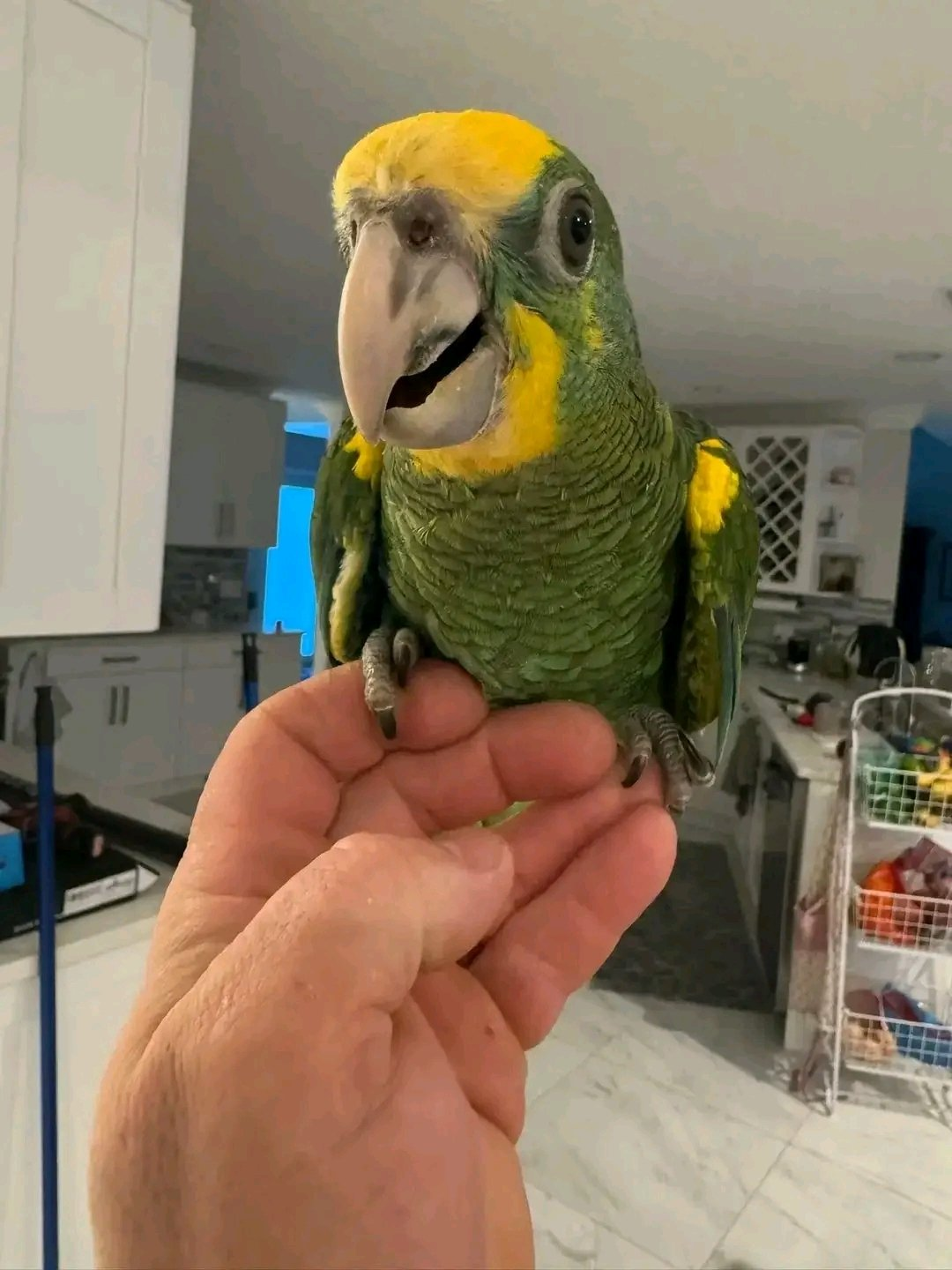 Sunny – 15 Weeks Old Female Yellow-Shouldered Amazon Parrot | Hand-Raised Talking Bird - Image 2