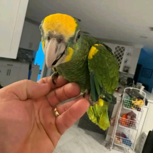 Sunny – 15 Weeks Old Female Yellow-Shouldered Amazon Parrot | Hand-Raised Talking Bird