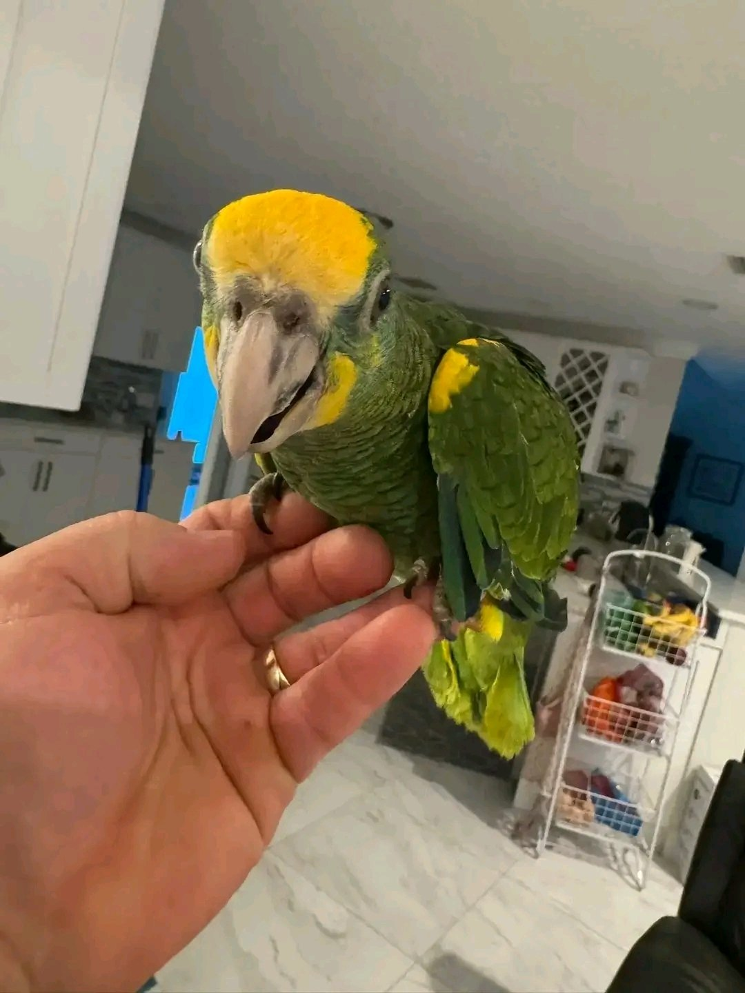 Sunny – 15 Weeks Old Female Yellow-Shouldered Amazon Parrot | Hand-Raised Talking Bird