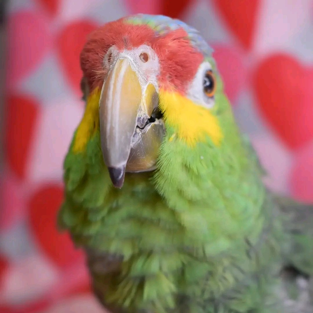 Ruby – 3-Year-Old Female Red-Lored Amazon Parrot | Hand-Raised Talking Companion