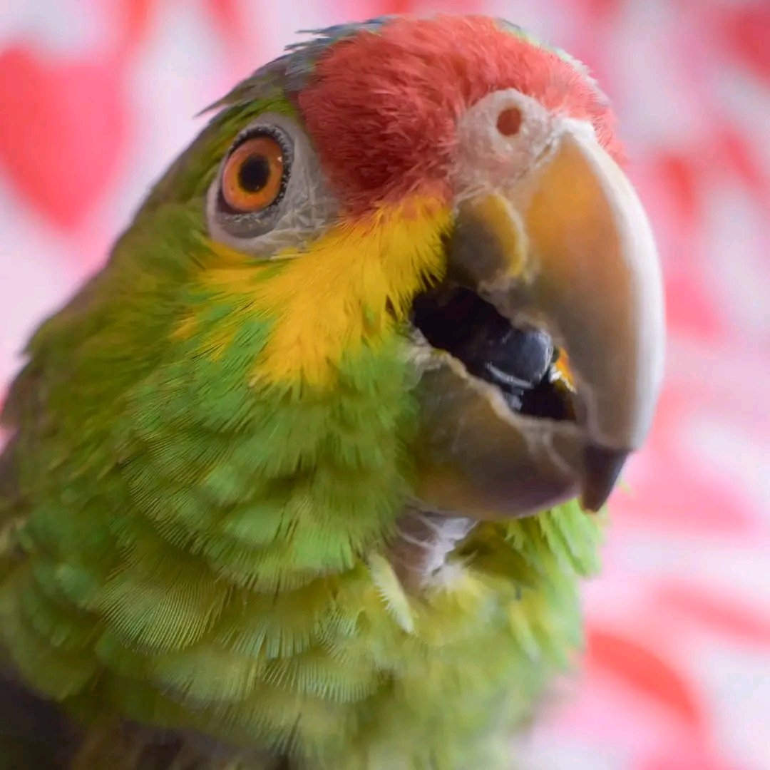 Ruby – 3-Year-Old Female Red-Lored Amazon Parrot | Hand-Raised Talking Companion - Image 2