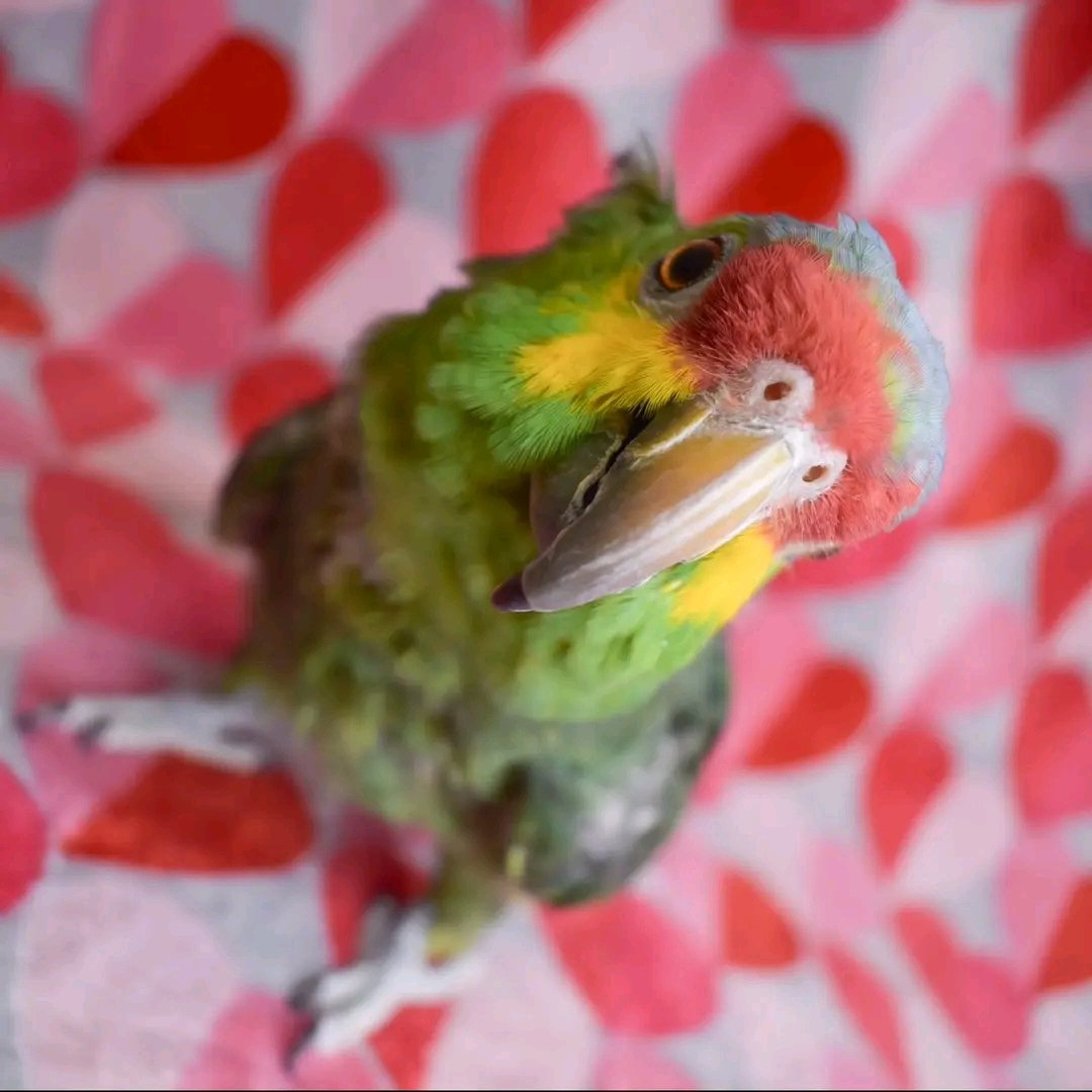 Ruby – 3-Year-Old Female Red-Lored Amazon Parrot | Hand-Raised Talking Companion - Image 3