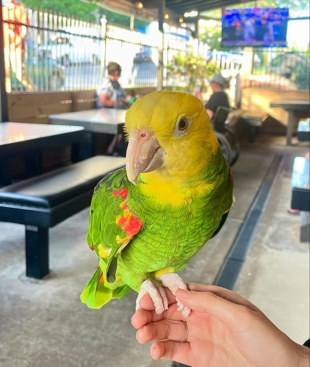 Lola – 2 Years 3 Weeks Old Female Double Yellow-Headed Amazon Parrot | Hand-Raised Talking Companion - Image 2
