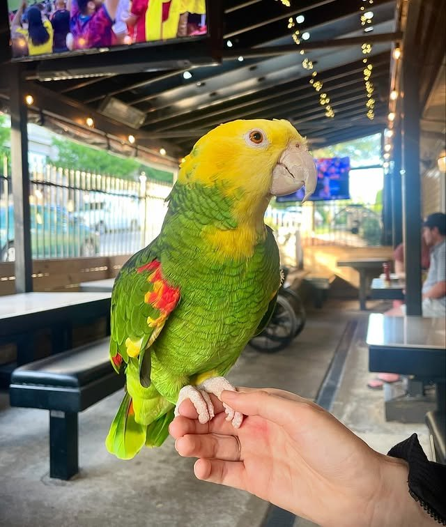 Lola – 2 Years 3 Weeks Old Female Double Yellow-Headed Amazon Parrot | Hand-Raised Talking Companion - Image 3