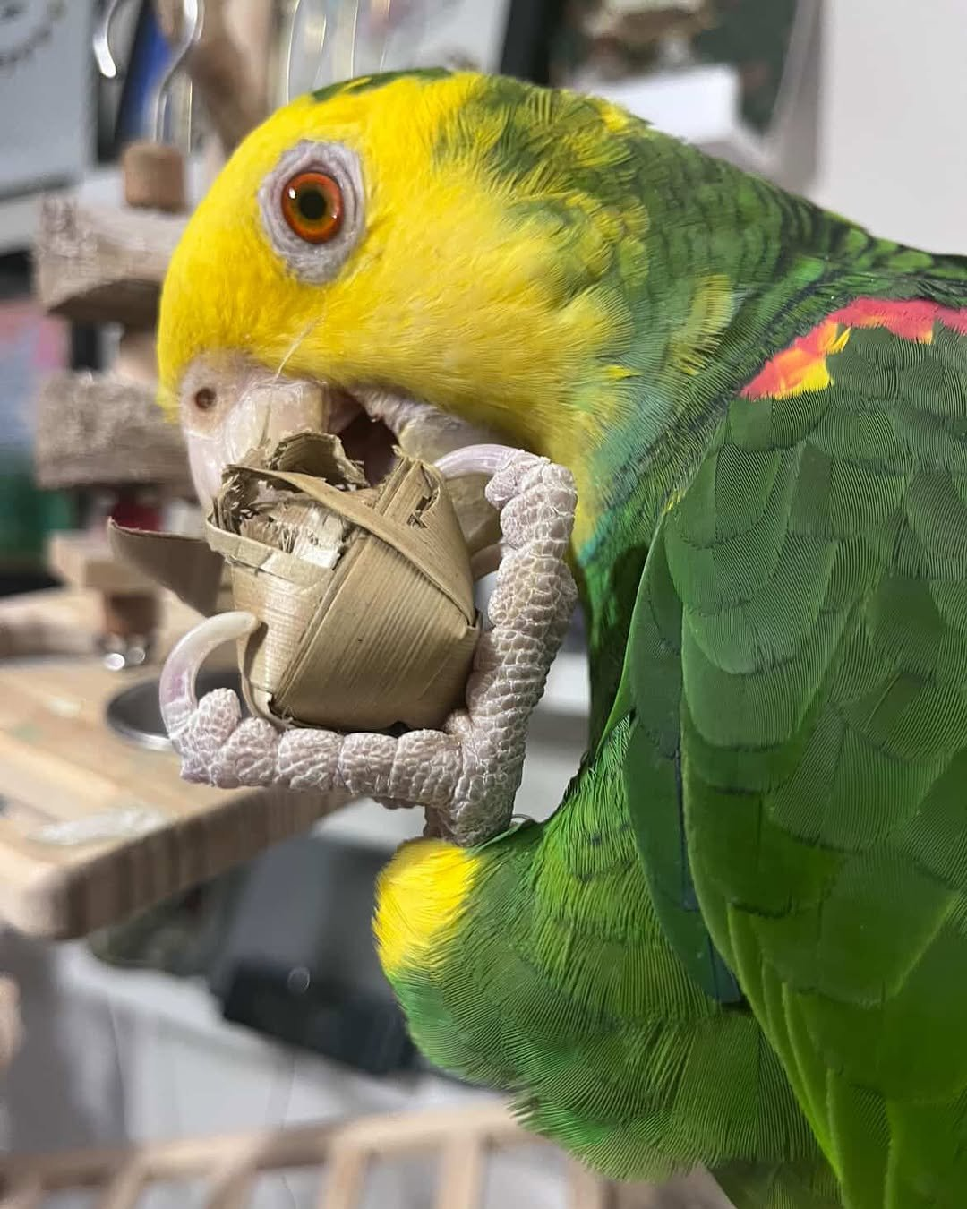 Titan – 3-Year-Old Male Double Yellow-Headed Amazon Parrot | Hand-Raised Talking Companion - Image 3