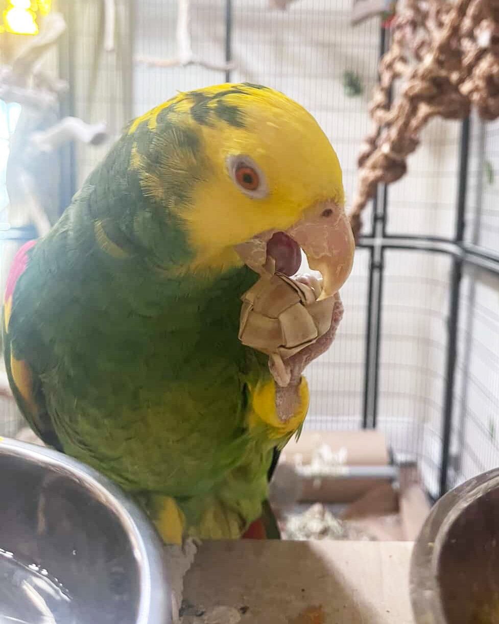 Titan – 3-Year-Old Male Double Yellow-Headed Amazon Parrot | Hand-Raised Talking Companion - Image 2