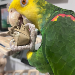 Titan – 3-Year-Old Male Double Yellow-Headed Amazon Parrot | Hand-Raised Talking Companion